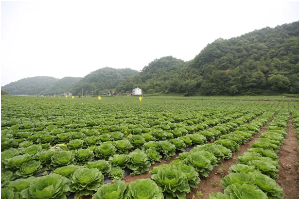 成都永農蔬果基地